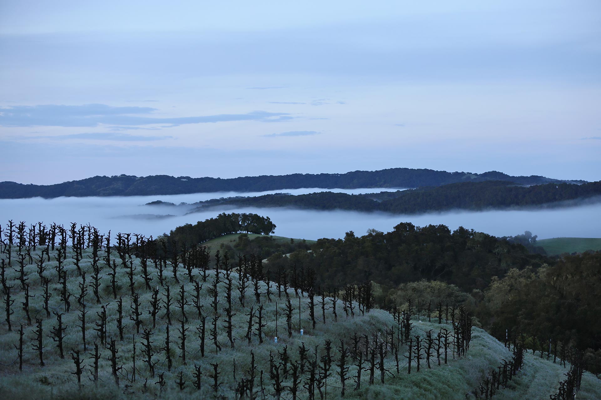 Bone Rock - Saxum Vineyards Bone Rock - Saxum Vineyards